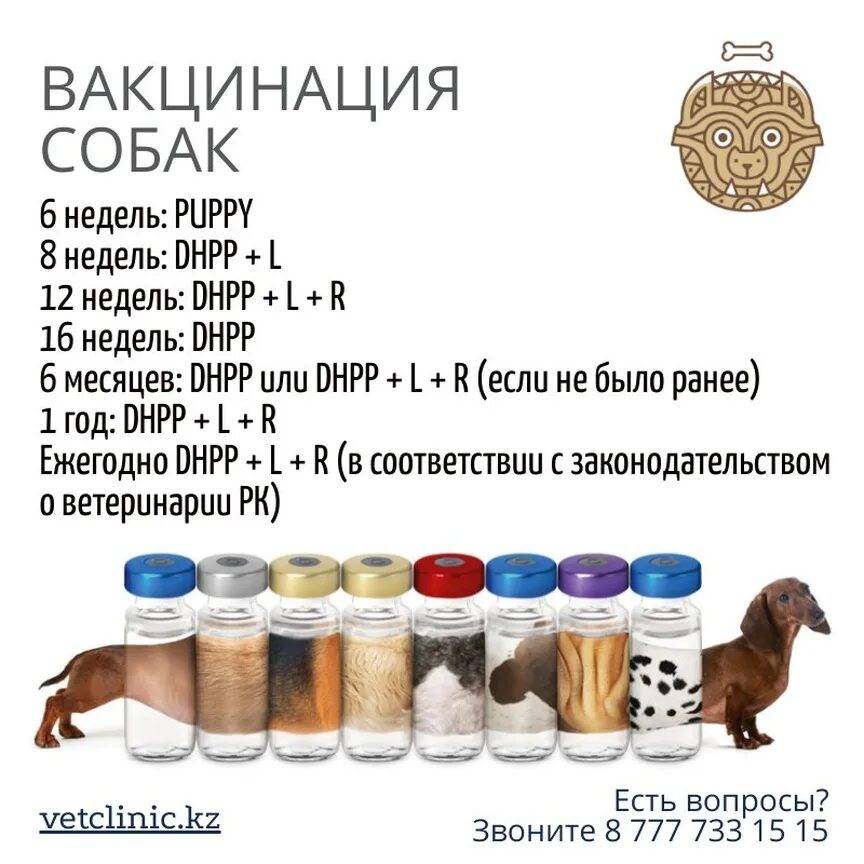 Прививка для собак схема