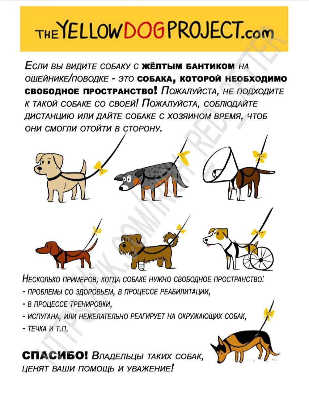 До какого возраста у собак бывает течка? отсутствие течки у старой собаки - animallist.ru