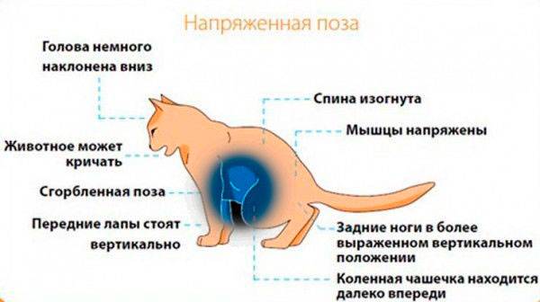 Как лечить ушиб у кошки