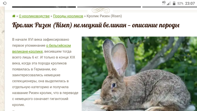 Кролик ризен — описание немецкой породы, характеристика и особенности разведения