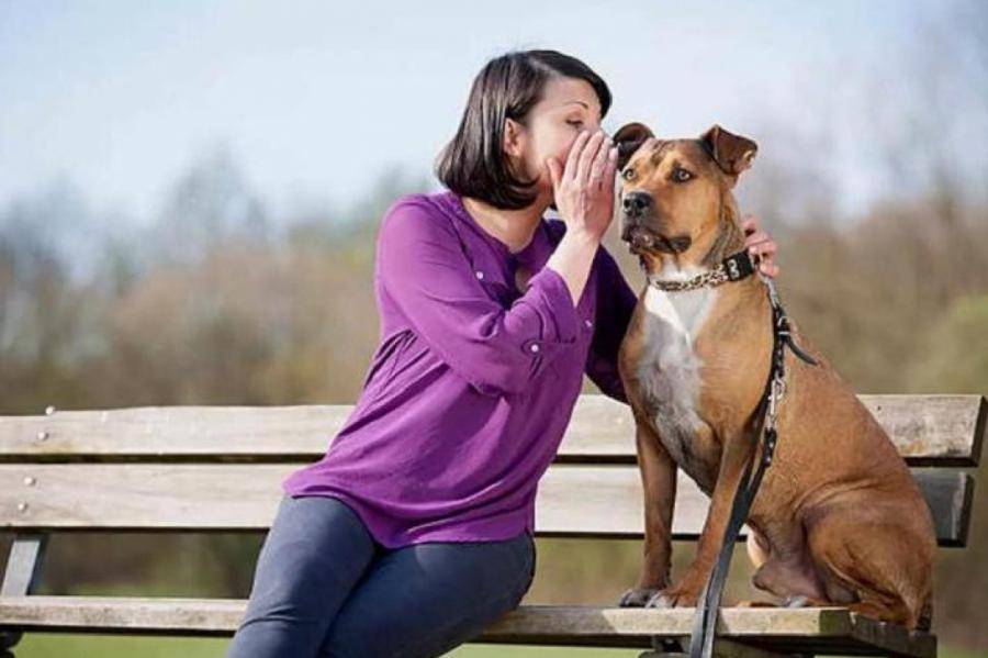 Язык тела собаки и его значение (в картинках) - dogtricks.ru