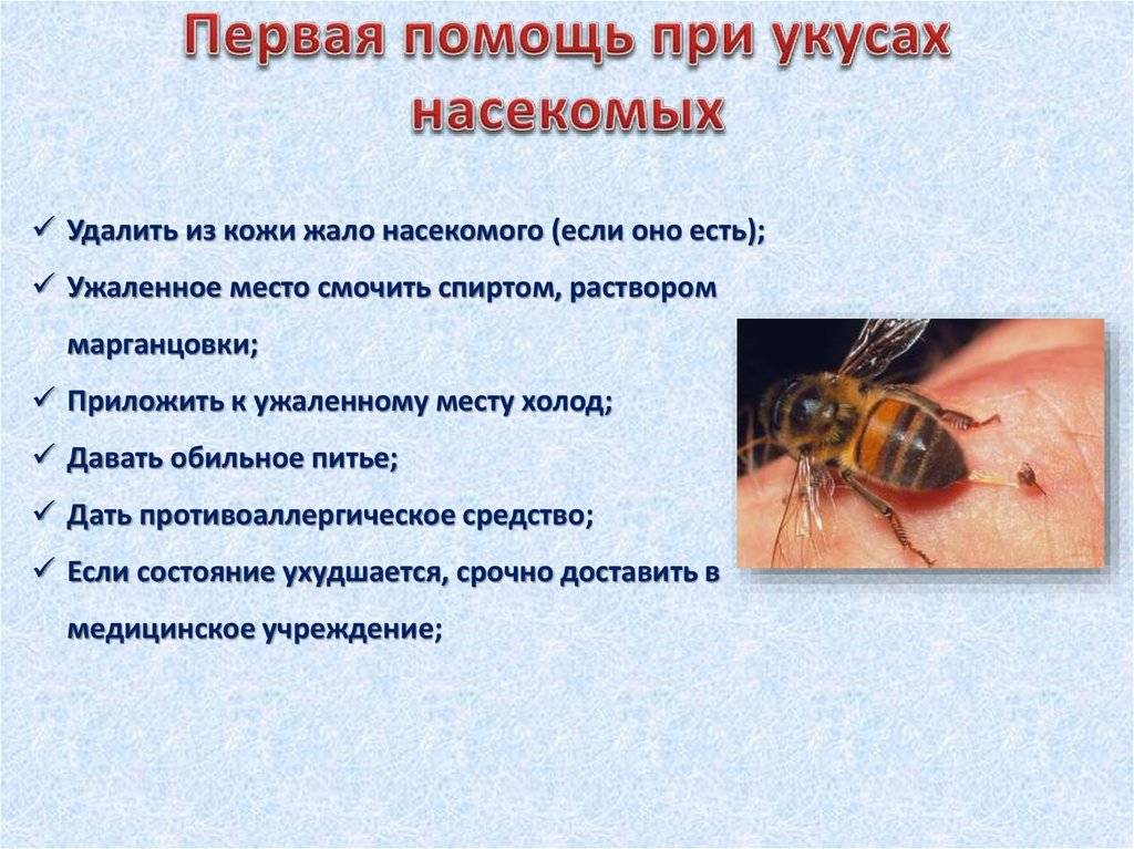 Взрослую собаку или щенка укусила пчела: симптомы, что делать, фото, видео