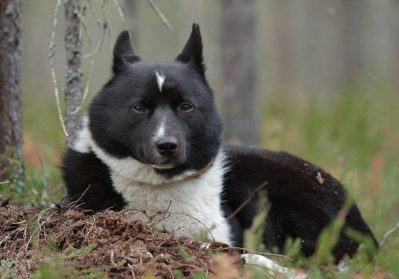 Русско-европейская лайка: описание и характеристика породы | все о собаках