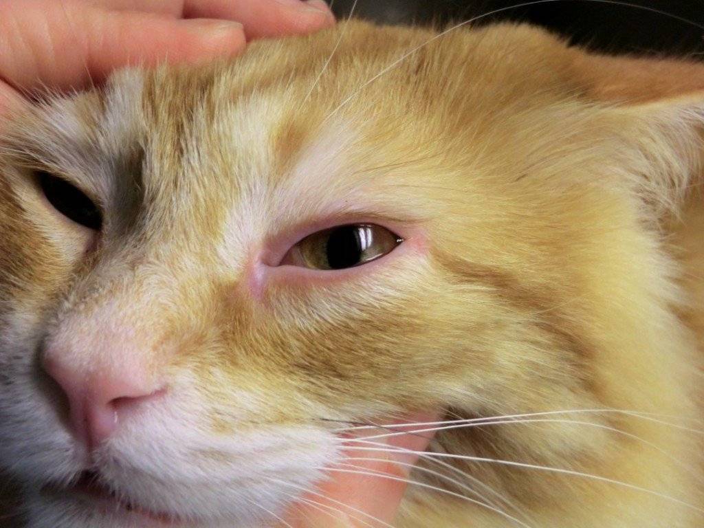 Болезни глаз у кошек - причины, симптомы, лечение