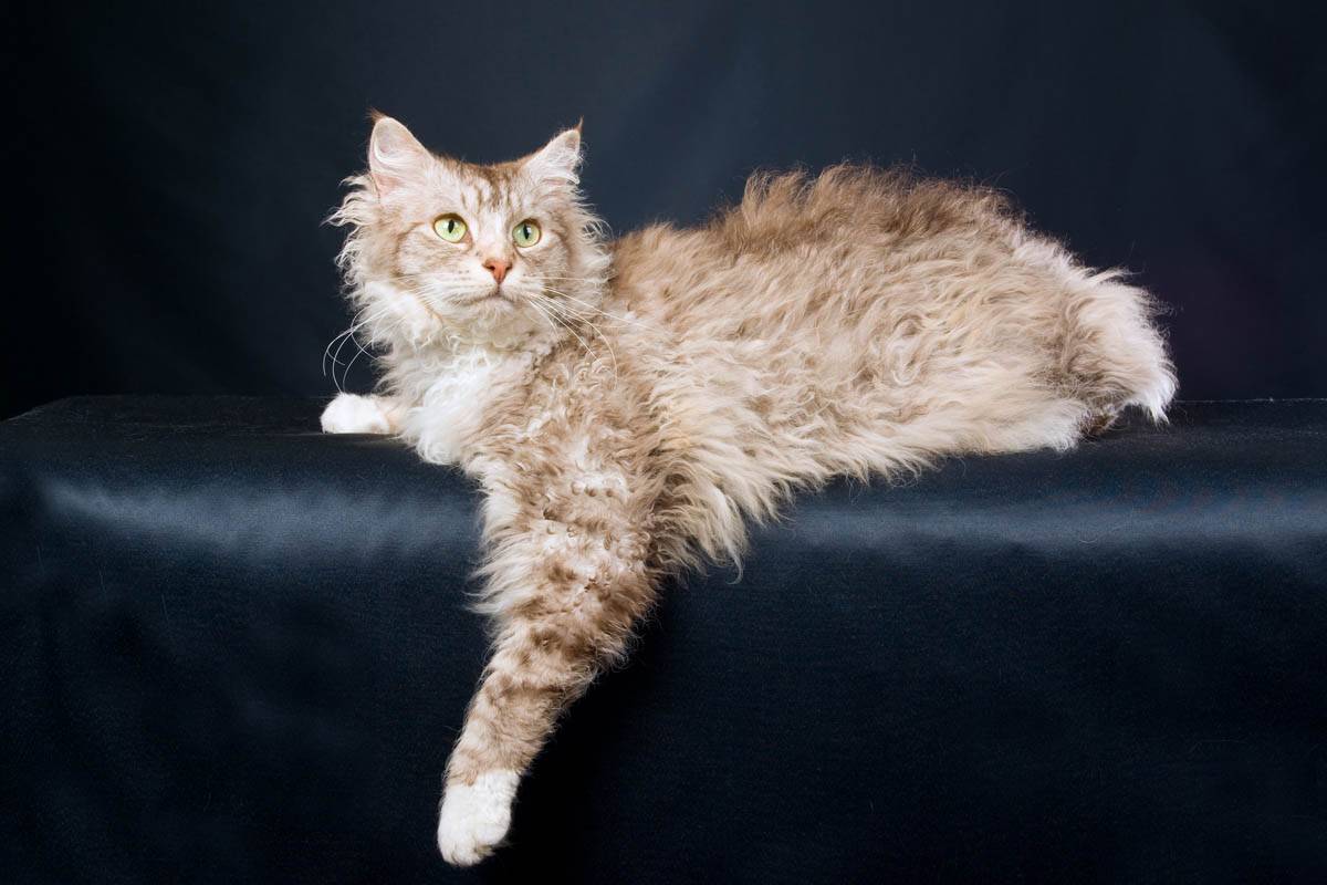 Кошка лаперм, описание породы, уход, фото