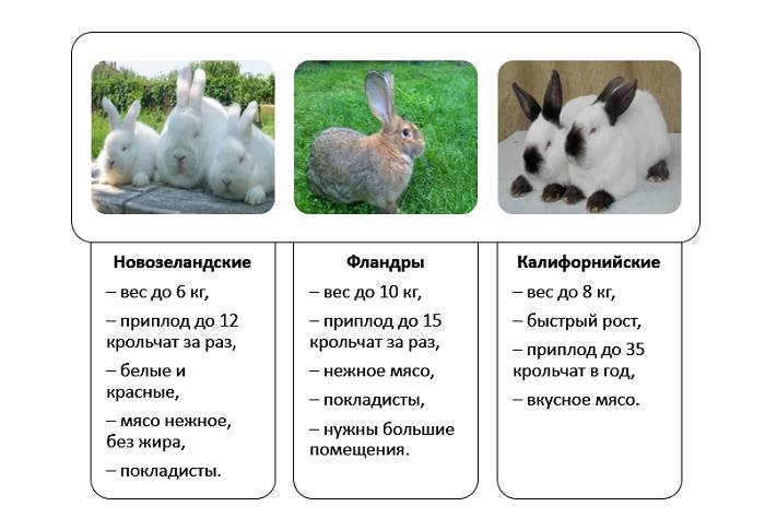 Карликовые кролики - породы, выбор, содержание, уход и вакцинация.
