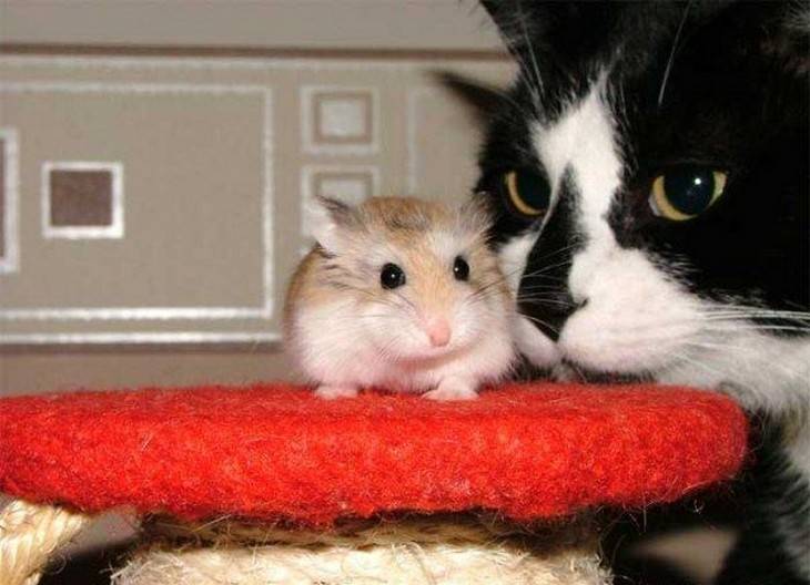 Хомяк и кот вместе: может ли кошка съесть хомяка?