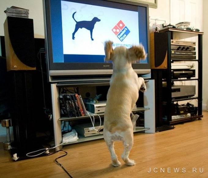 Собаки смотрят телевизор. Животные и телевизор. Собака ТВ. Собака перед телевизором. Телевизор с животными.