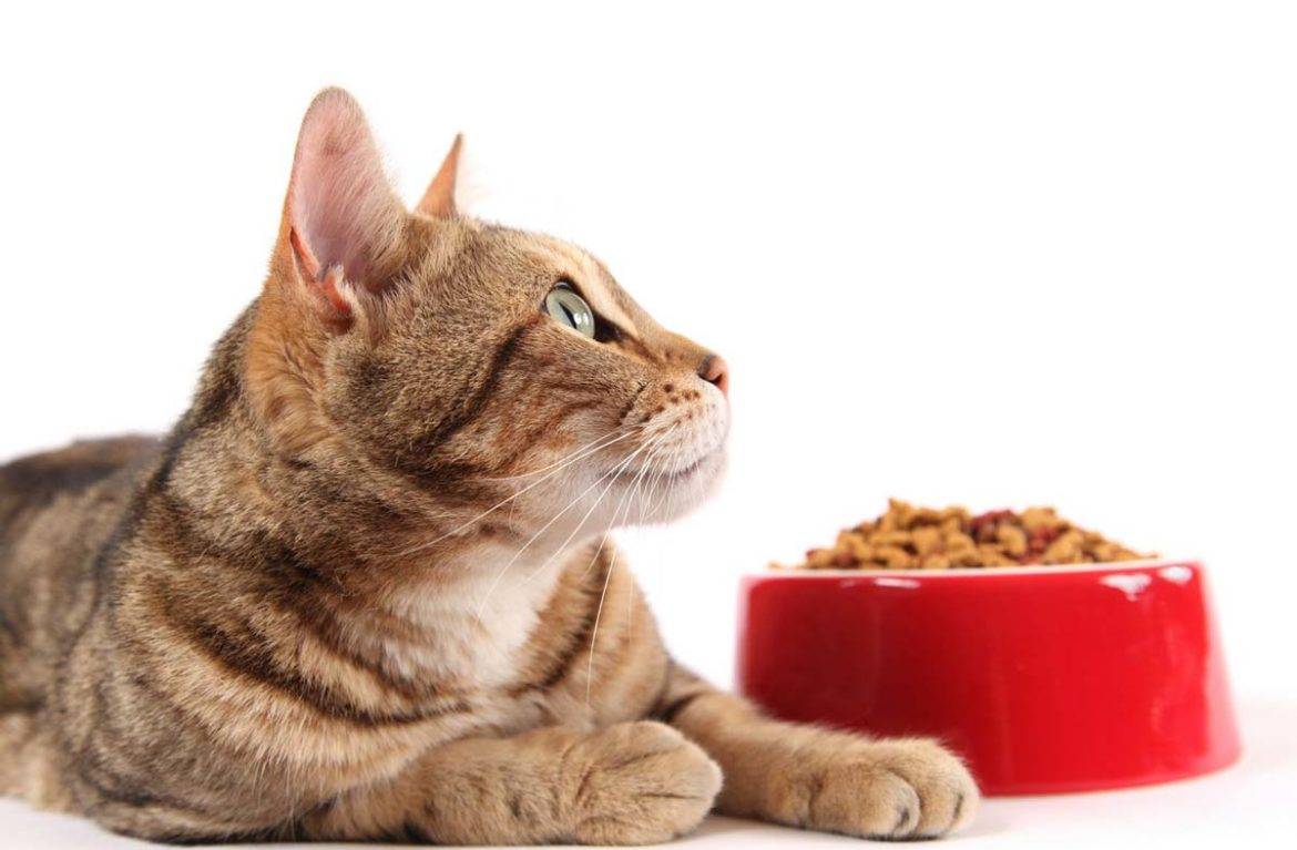 Чем кормить кота: 7 золотых правил кормления