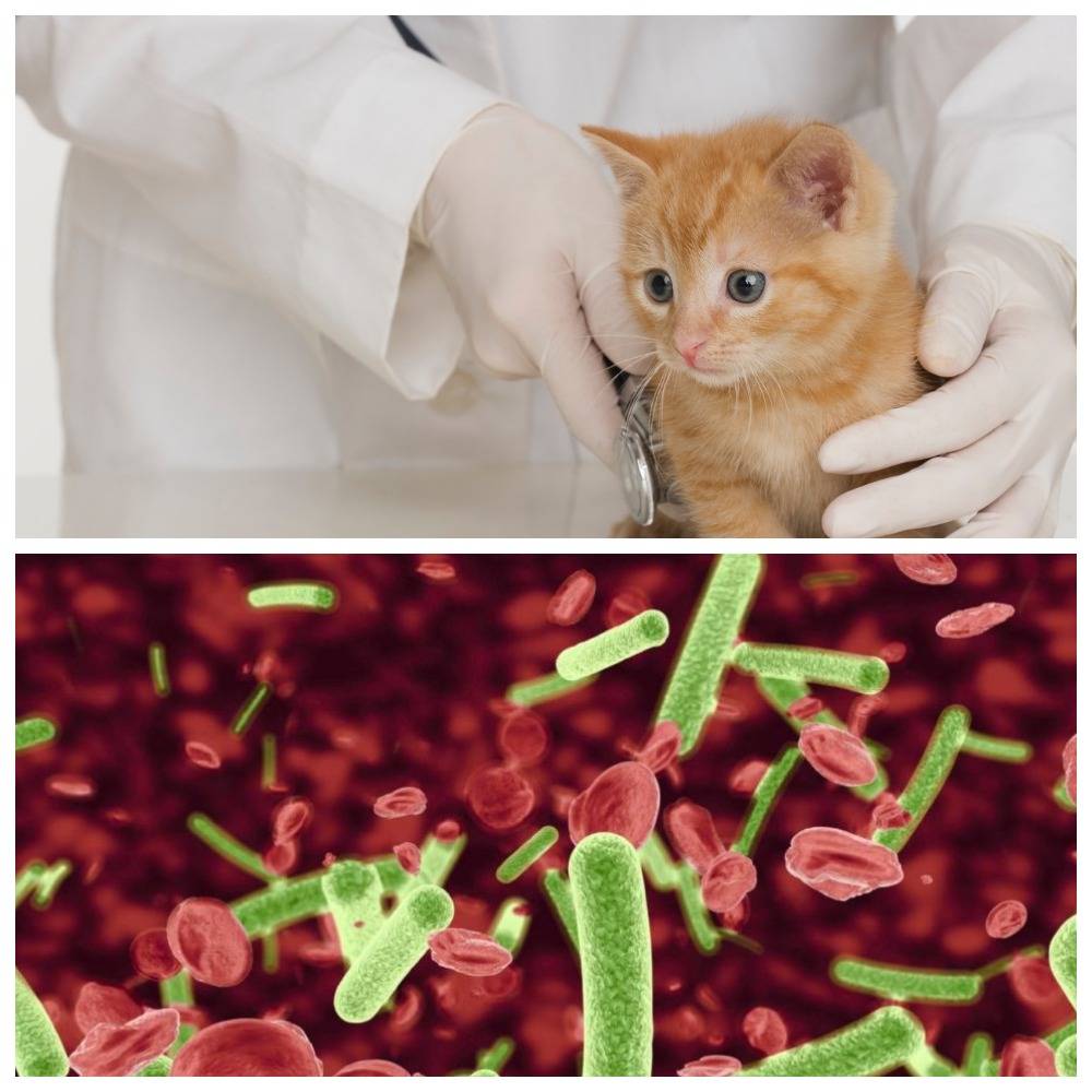 Лейкоз у кошек: симптомы, методы лечения и профилактики заболевания