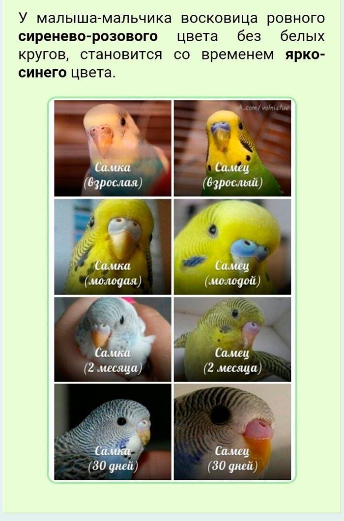 Как выбирать волнистого попугая