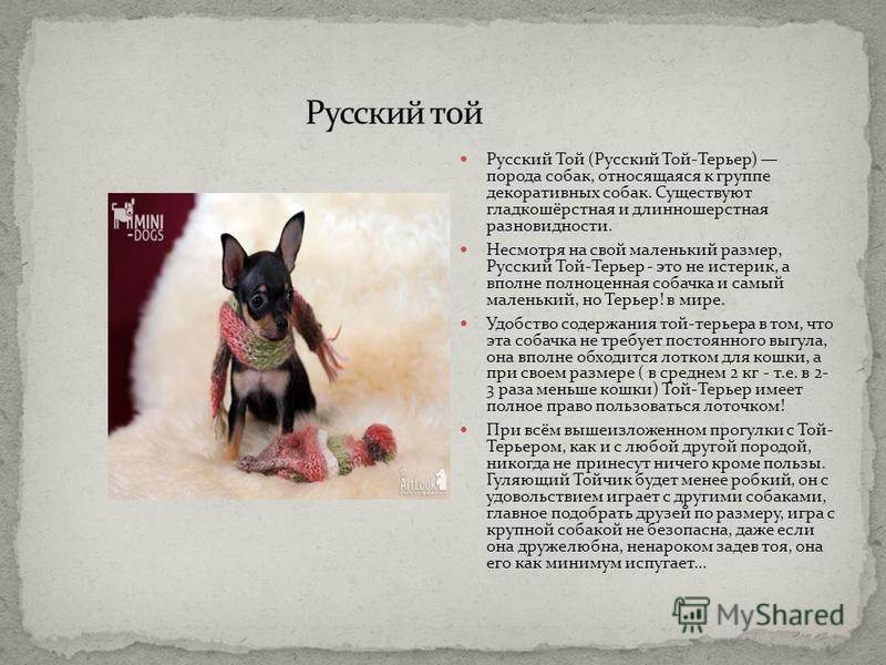 Русский той терьер мини длинношерстный * характер, чем кормить собаку