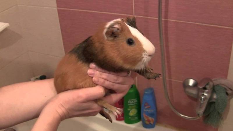 Морская свинка кусается, выясняем причину и отучаем зверька.