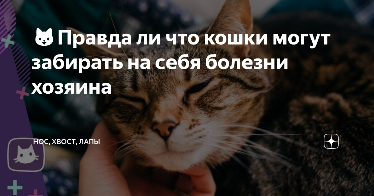 Лечение кошками (фелинотерапия). какая порода, какие болезни лечит