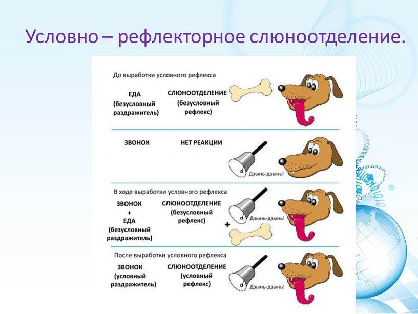 Слюни у кота с текущими прозрачными каплями как вода и с запахом изо рта: причины, диагностика и профилактика