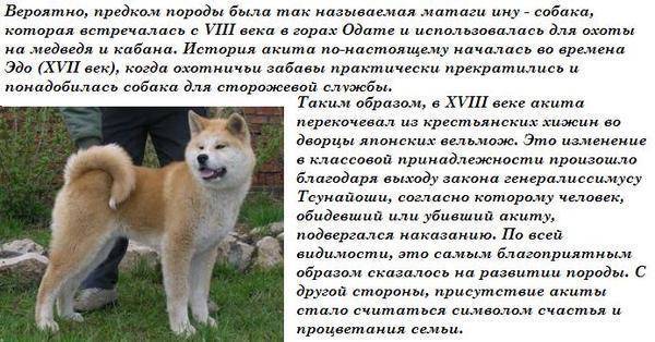 Описание американской акита: отличия от японского собрата, особенности содержания