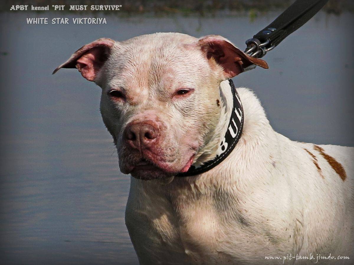Питбуль - 74 фото доброй но исключительной бойцовой собаки