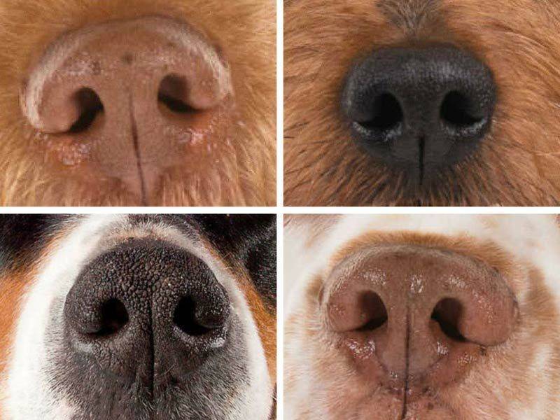 Мокрый нос у собаки: почему еще и холодный, сухой, горячий, у здоровой собаки, почему вялая и не есть