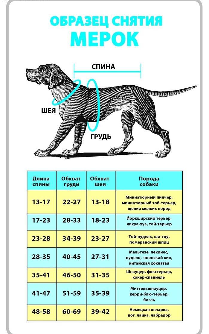 ᐉ до какого возраста растут собаки - мелких, средних и крупных пород - zoovet24.ru