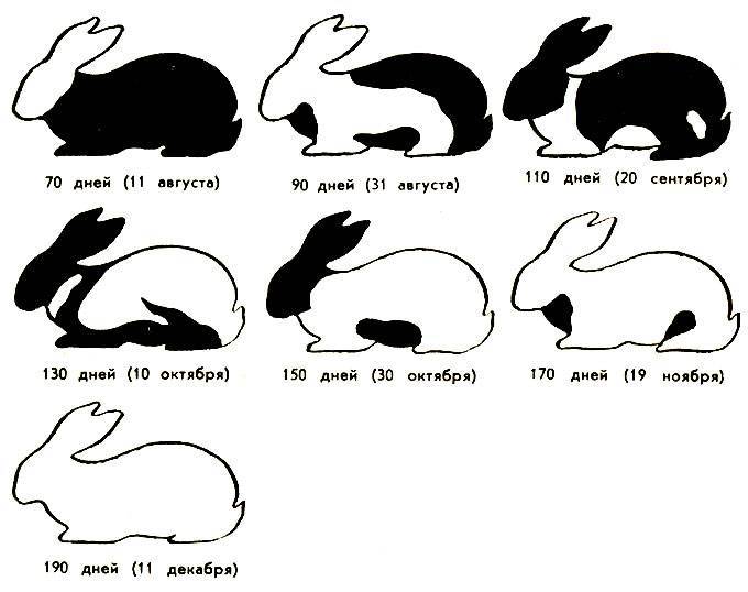 Как определить возраст кролика: 10 шагов