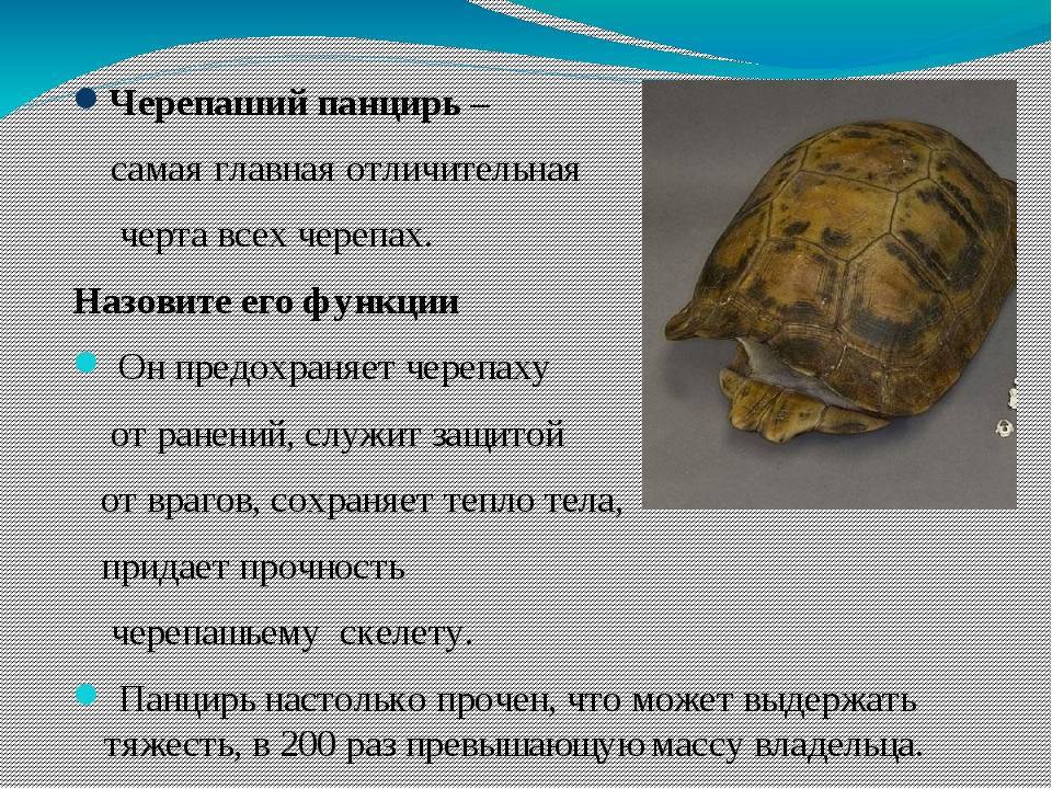 Зачем черепахам панцири: оказывается, не для защиты