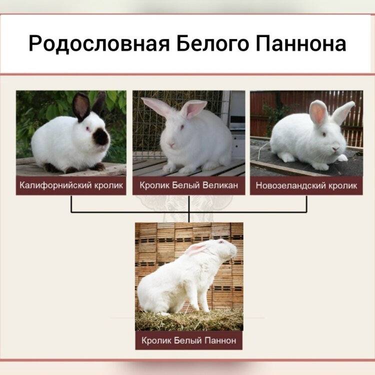 Породы кроликов с фото, названием и описанием: домашние, мясные, породистые