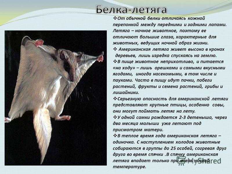 Белка-летяга