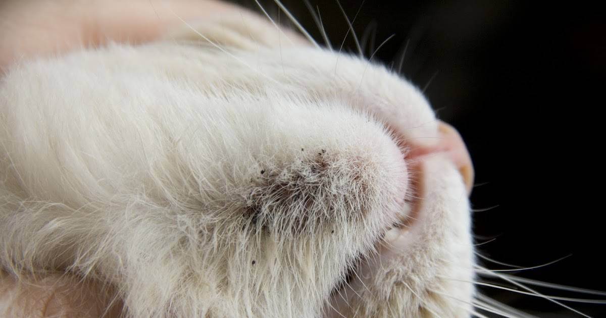 Подкожные клещи у кошек: 110 фото как выглядит клещ и видео советы по их удалению