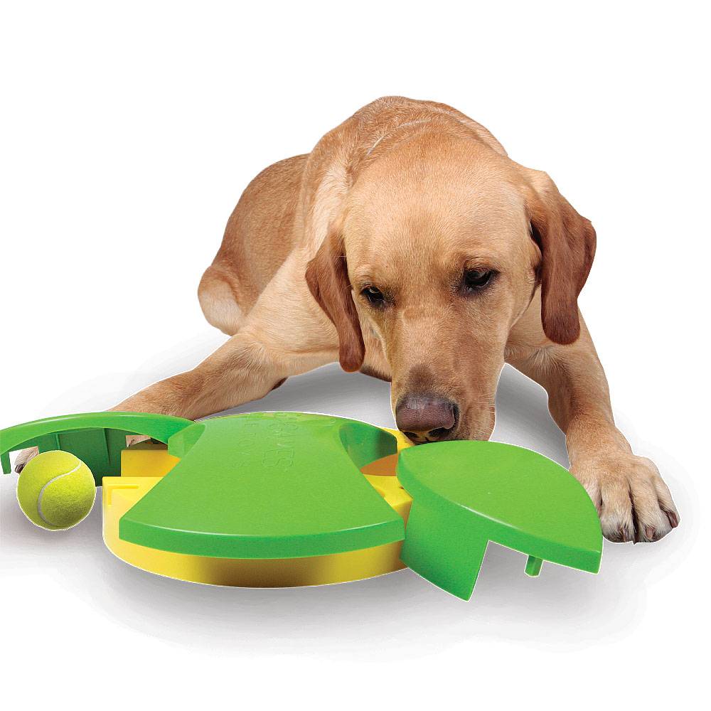 Интеллектуальные игрушки для собак: можно ли сделать своими руками