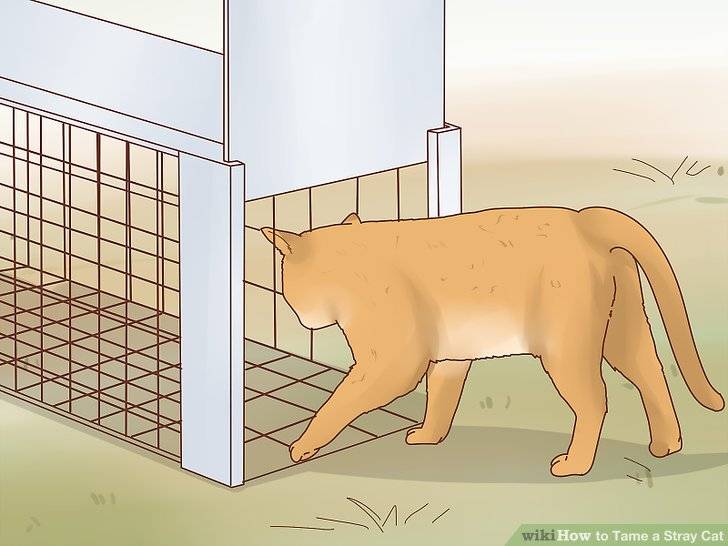 Как приманить котенка на улице и быстро поймать его в ловушку, если боится