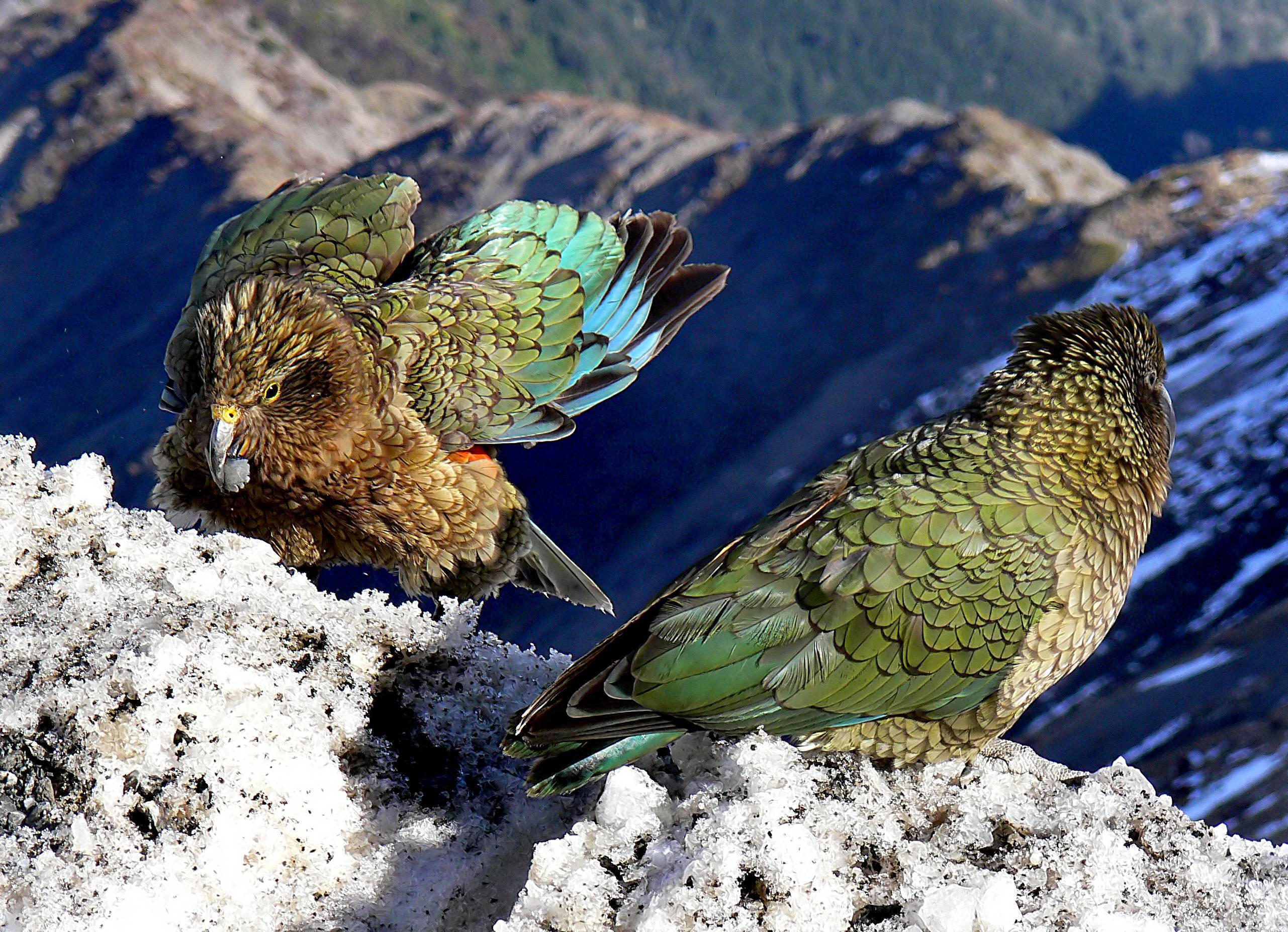 Попугай кеа: как выглядит, где обитает, чем питается