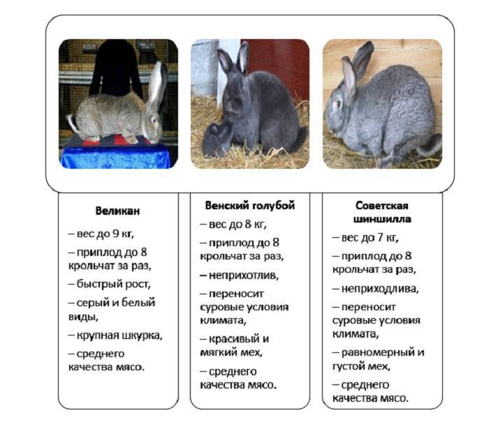 Породы карликовых кроликов, длительность их жизни, правила содержания