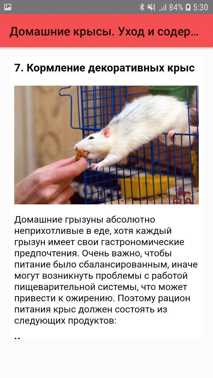 Уход за декоративной крысой от а до я