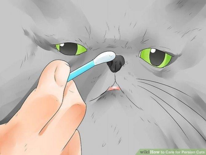 Почему у котов мокрый нос?