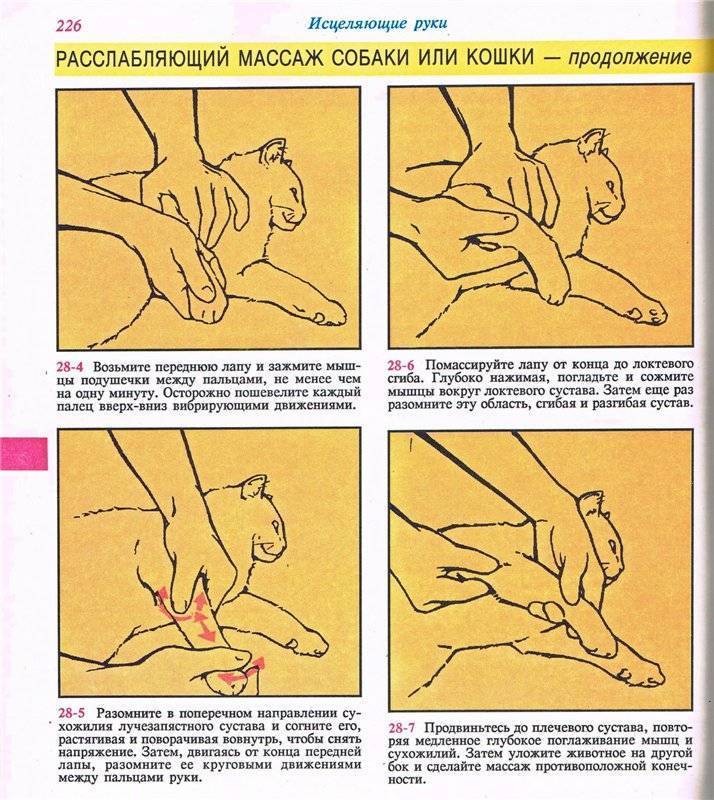 Массаж для кошки