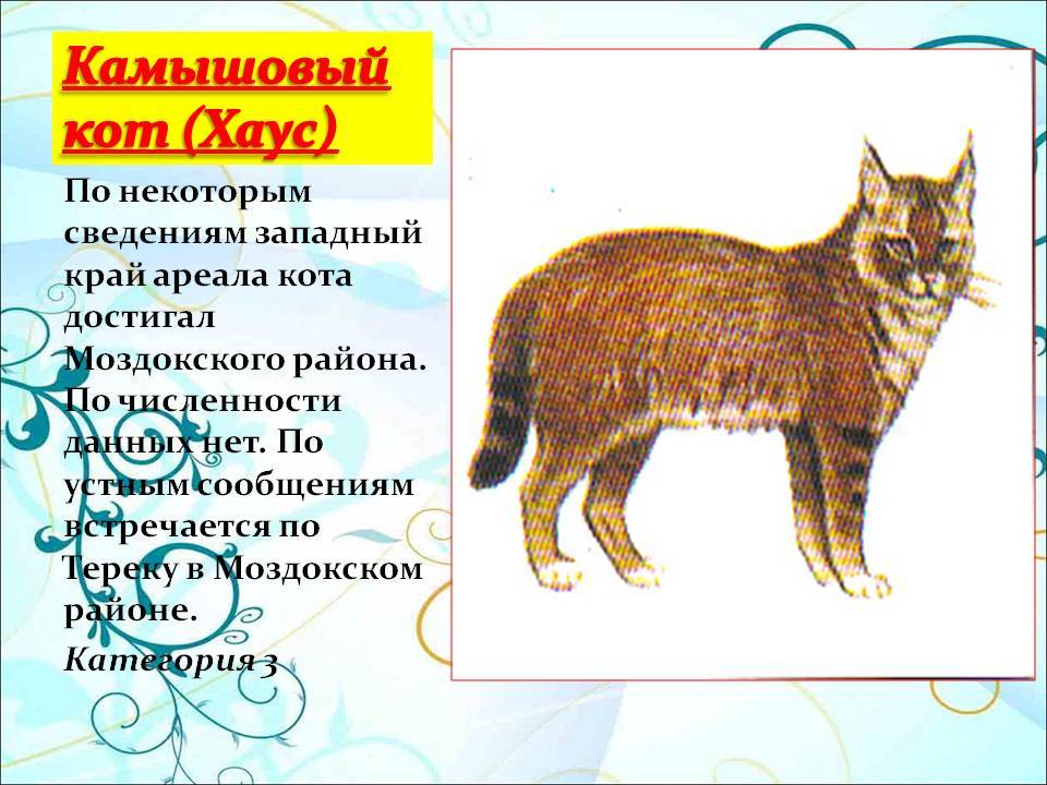 Кот чаус или камышовый кот: дикий или домашний?
