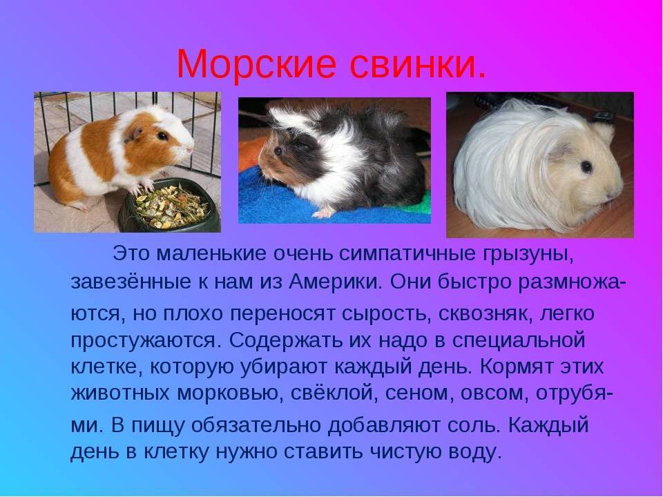Морская свинка: уход и содержание в домашних условиях, сколько живет