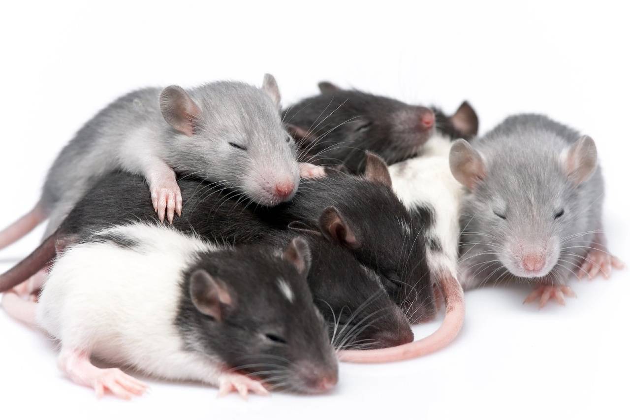 Как выглядят маленькие крысы
