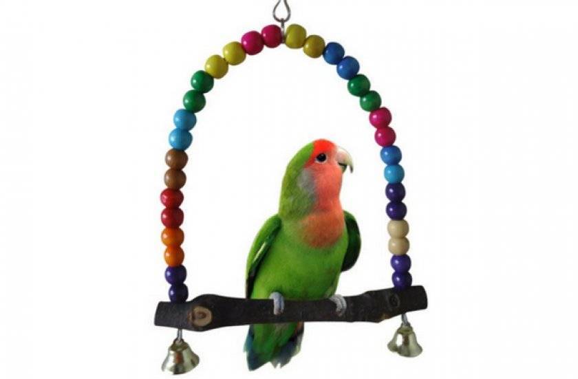 Жёрдочки для попугаев: виды, какие стоит использовать, как сделать