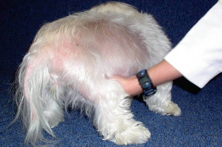 У собаки выпадает шерсть и чешется кожа: причины и способы их устранения