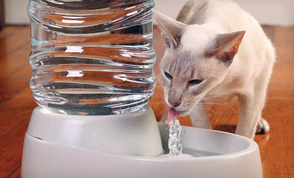 Что делать, если моя кошка не пьет воду - что едят на планете земля