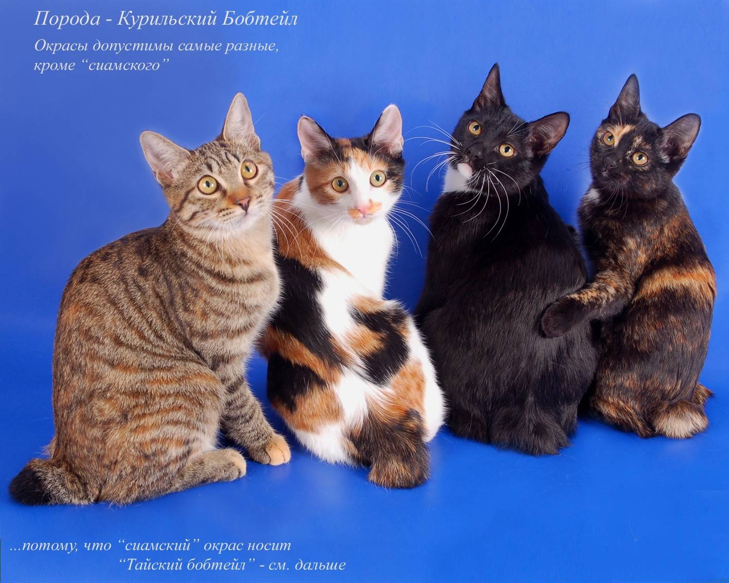 Европейская короткошерстная кошка – кельтское наследие европы и гордость современных выставок