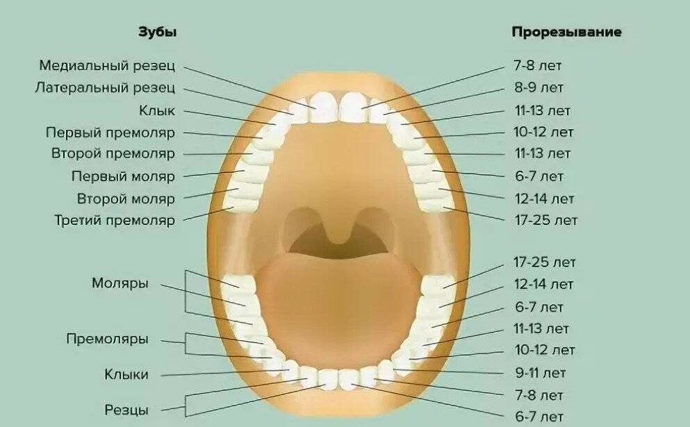 Когда вырастают молочные зубы. Зубы человека схема прорезывания. Зубы резцы клыки премоляры моляры. Схема прорезывания коренных зубов. Коренные зубы порядок прорезывания.