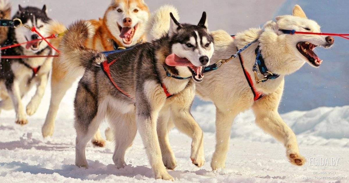Рождены, чтобы бежать: породы северных ездовых собак