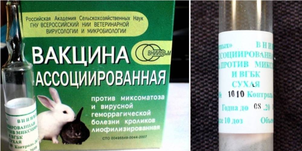 Вирусная геморрагическая болезнь у кроликов. причины заболевания, симптомы, формы заболевания, профилактика, вакцины и лечение в 2021 году
