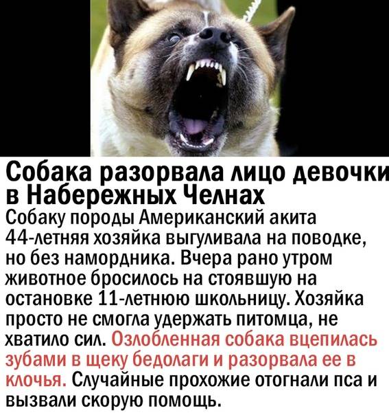 Как приучить собаку к наморднику - dogtricks.ru