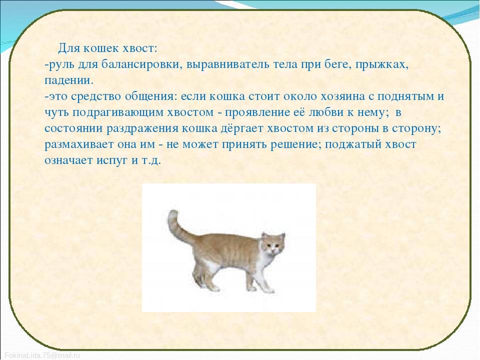 7 причин, почему кошка виляет хвостом - объяснение поведения