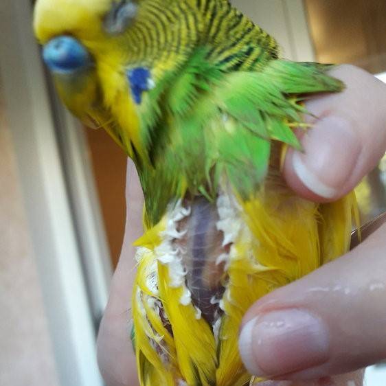 Заболел попугай корелла: что делать, симптомы болезней и лечение