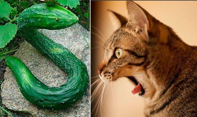 Кот ест огурцы: как отучить, можно ли дават, польза