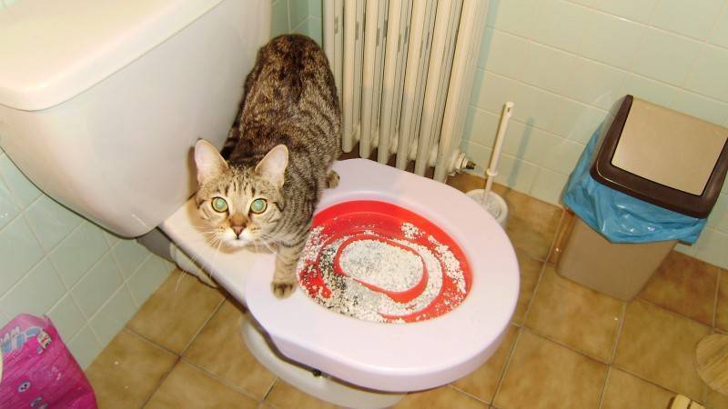Кот или кошка не могут сходить в туалет по-маленькому: причины, что делать, как помочь котенку и взрослому питомцу в домашних условиях